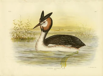 Great Crested Grebe, 1891
