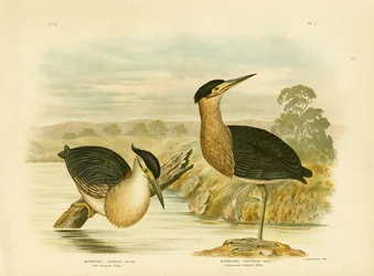 Little Mangrove Heron, 1891