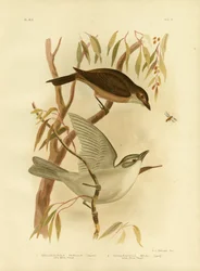Little Shrike-Thrush