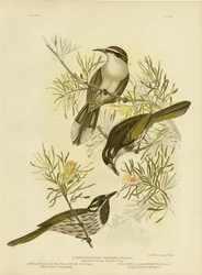 Long-Billed Honeyeater, 1891