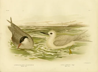 Marsh Tern