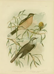 Spiny-Cheeked Honeyeater