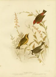Tricolored Ephthianura