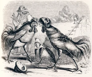 The Partridge and the Two Roosters - Fables by La Fontaine