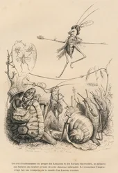 Cricket Playing the Trumpet in Front of a Turtle, a Snail, and Slugs. Above Him, Another Cricket Balances on a Wire. Illustrated Vignettes by JJ Granville. Engraving Signed Godard in the Section Titled 