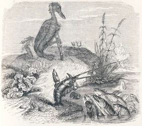 The fishes and the cormorant - Fables by La Fontaine