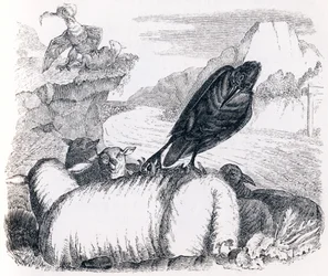 The Raven Wanting to Imitate the Eagle - Fables by La Fontaine