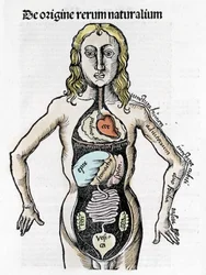 Section of the Human Body - in “Margarita Philosophica” by Gregor Reisch (1467-1525), Bale 1517