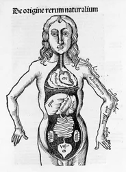 Section of the Human Body - in 