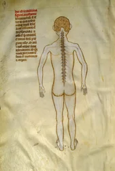 Anatomy and Surgical Boards: Spinal Cord. In “Liber notabilium Philippi septimi francorum regis, a libris Galieni extratus” by Gui de Pavia circa 1345. Chantilly, Musee Conde