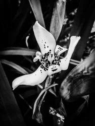 Flower No. 35