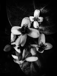 Flower No. 49
