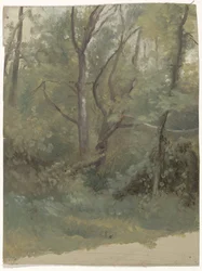 Forest View