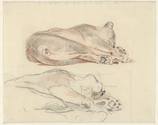 Two Studies of a Reclining Tiger