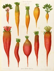 Carrots and Turnips: from the "Album Benary" Tab. XIV