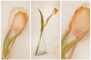 Delicate Tulip Still Life