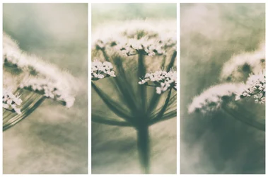Ethereal White Blooms