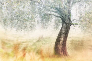 Misty Field Tree