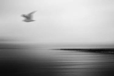 Serene Pier Flying Bird