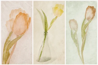 Watercolor Tulip Triptych