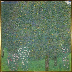 Rose Bushes under Trees
