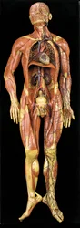 Male Anatomical Ecorche Model, Displaying Muscles, Arteries and Veins, the Circulation and Nervous System