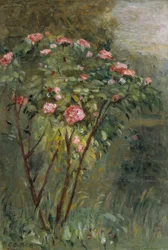 The Rosebush