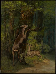 Deer in the Forest