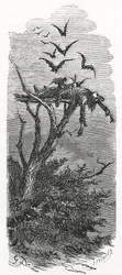 A Celtic Sky Burial, 1866