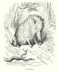 The Boar