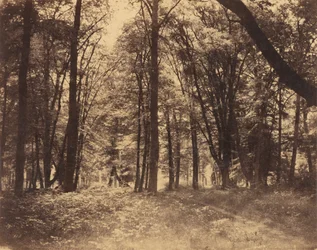 Forest Scene
