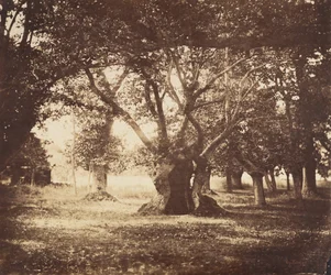 Hollow Oak Tree, Fontainebleau