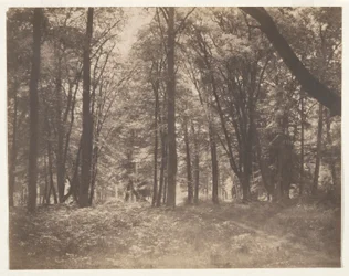 The Forest at Fontainebleau