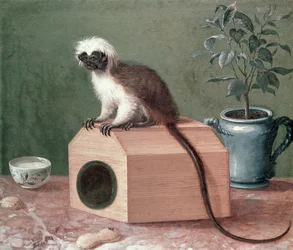 The Favourite Monkey of Carl Linnaeus