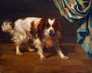 A King Charles Spaniel