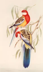 Parakeet / Color Lithograph by J. Gould
