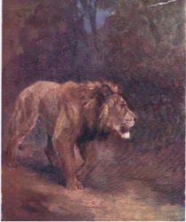 A Lion in the African Forest