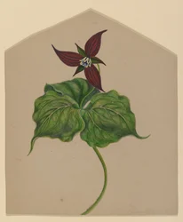 Burgundy Red Flower