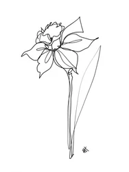 Elegant Daffodil Line Drawing