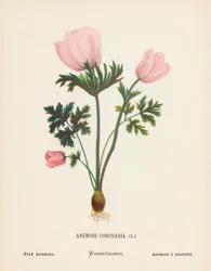 Wild Flowers of the Holy Land: Anemone Coronaria; Pink Anemone