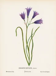 Wild Flowers of the Holy Land: Ixiolirium Montanum, Herb; Mountain Lily