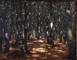 Sunlit Forest