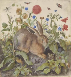 A Hare Among Plants, 1582