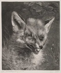 Head of a Fox