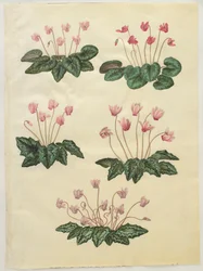 Cyclamen purprascens from the album Gottorfer Codex