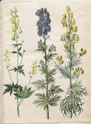Aconitum lycoctonum; Aconitum napellus; Aconitum anthora