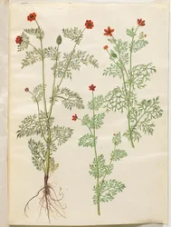 Adonis annua (Pheasant