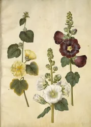Hollyhock