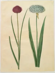 Allium sphaerocephalon (Mediterranean ornamental onion); Allium nigrum (black onion)