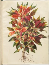 Amaranthus tricolor (Parrot Amaranth)